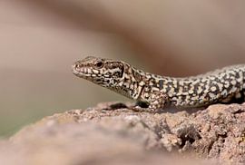Wall lizard by Matthias Thiedeke