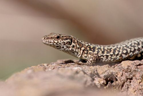 Wall lizard
