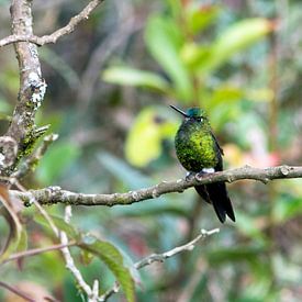 Colibri sur Kevin Van Haesendonck