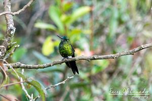 Colibri von Kevin Van Haesendonck