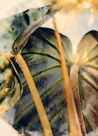 Plantenblad op warm beige van Mad Dog Art