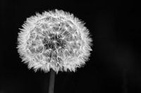 Löwenzahn Schwarzweiß