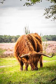 Schottischer Highlander von Tonny Visser-Vink