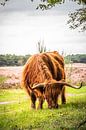 Schotse hooglander van Tonny Visser-Vink thumbnail