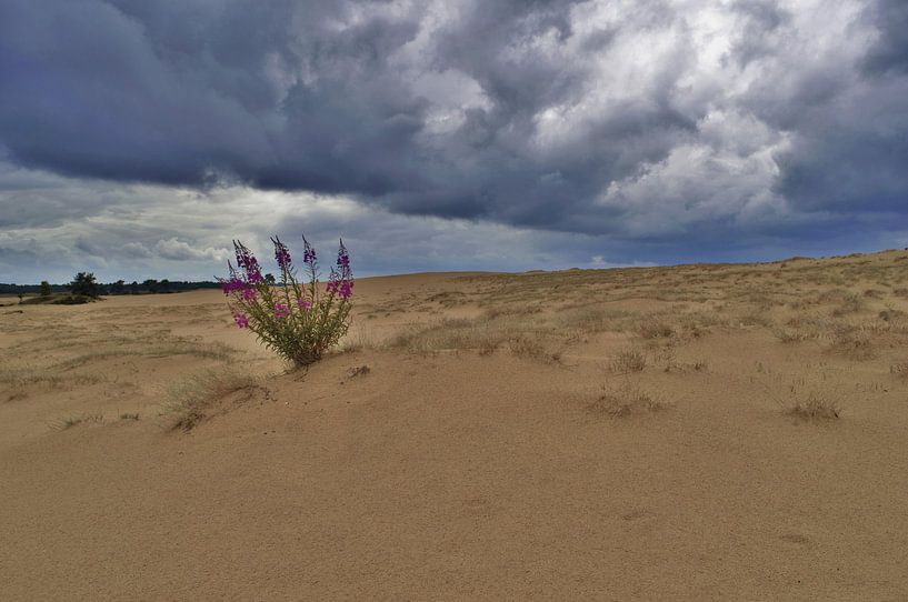 Weer by Tobias Van der ploeg