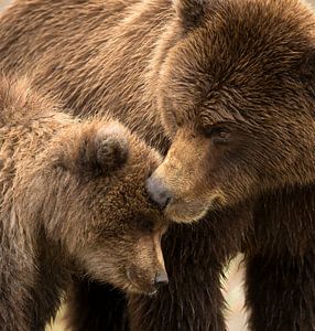 Ours brun d'Alaska (Ursus arctos gyas) sur AGAMI Photo Agency