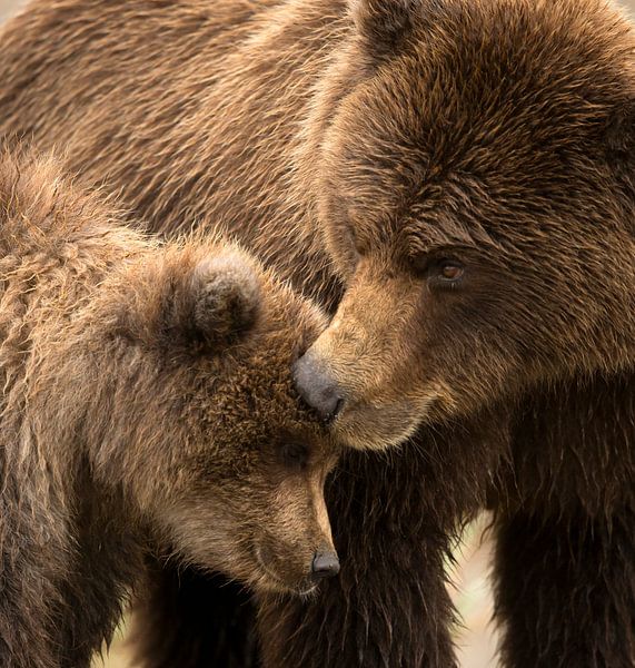 Alaska Peninsula Brown Bear, Ursus arctos gyas by AGAMI Photo Agency