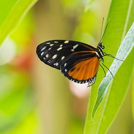 Zwarte vlinder met oranje/bruin en wit/gele vlekken op een groen takje von Esther van Lottum-Heringa