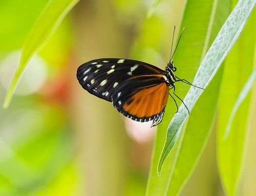 Zwarte vlinder met oranje/bruin en wit/gele vlekken op een groen takje