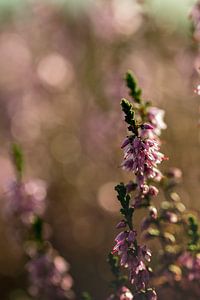 Wunderschönes warm blühendes Heidekraut mit Bokeh