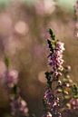 Mooie warme bloeiende heide met bokeh van KB Design & Photography (Karen Brouwer) thumbnail