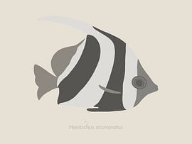 Minimalist and colourful illustration of a bannerfish in shades of grey by UMA Digital NL