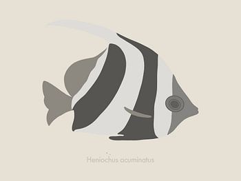 Minimalist and colourful illustration of a bannerfish in shades of grey