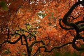 the Japanese garden by Madeltijntje