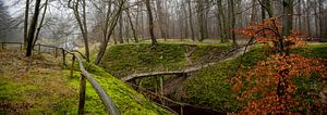 Magischer Wald bei Haarlem