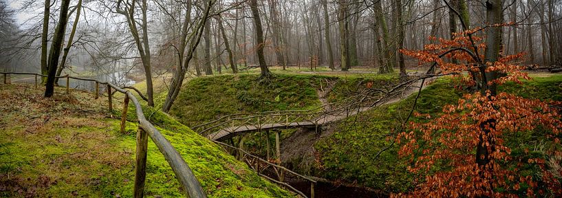 Magical forest near Haarlem by Arjen Schippers