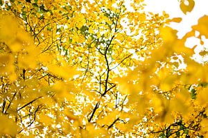 Gelbe Blätter im Park