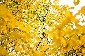 Gele bladeren in het park