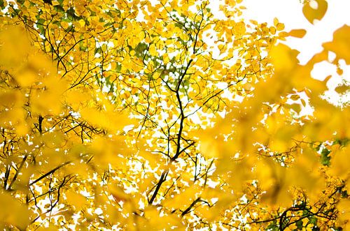 Yellow leaves in the park