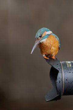 Eisvogel auf Kamera von Larissa Rand