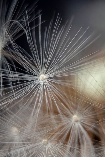 Löwenzahn, Makroaufnahme eines Samens von Gert Hilbink