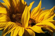 Vollsperrung Sonnenblume von Ellen Driesse Miniaturansicht