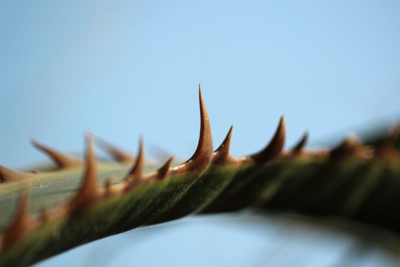 Palm par Mark Mooren
