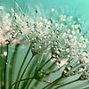 Dandelion fluff with dew drops by Tonny Verhulst