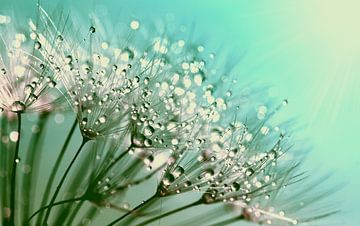 Dandelion fluff with dew drops