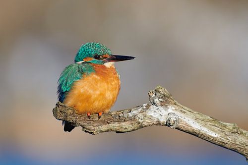 IJsvogel - Genieten van de winterzon