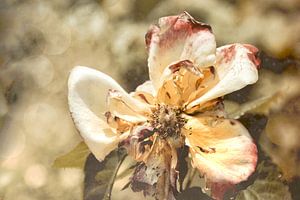 Letztes Leuchten - Ende einer Rosenblüte