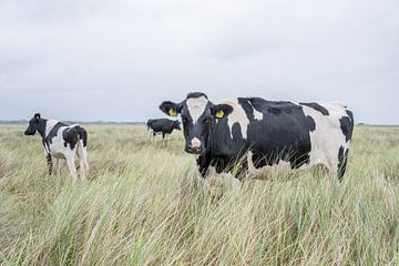 Terschelling Boschplaat Natur Weidevieh Kühe von Yvonne van Driel
