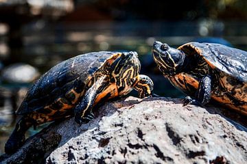 De twee schildpadden in de dierentuin van Bart Geers