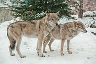 Een paar wolven mannetjes en vrouwtjes naast elkaar in de sneeuw, liefde in dieren. van Michael Semenov thumbnail