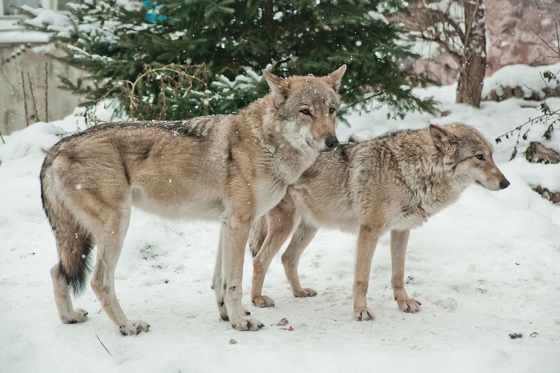 Ein Paar Wölfe, männlich und weiblich, nebeneinander im Schnee, Liebe in Tieren. von Michael Semenov