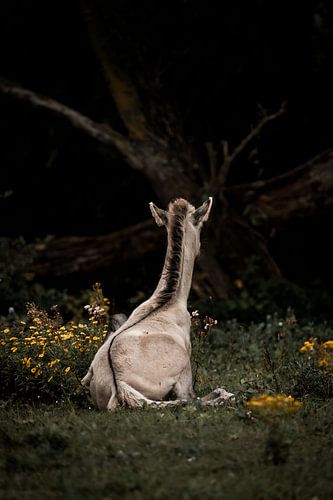 Paard in Stil Moment Temidden van Natuur