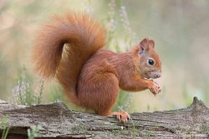 Eichhörnchen sitzt auf einem Baumstamm 1