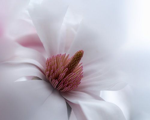 La nature à l'état pur sur Liliane Jaspers