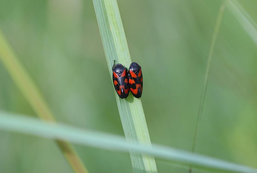 Cicadelle commune par Matthias Brix