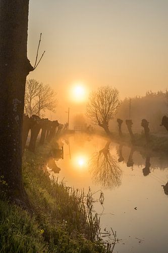 Mist in de polder langs slootkant met knotwilgen