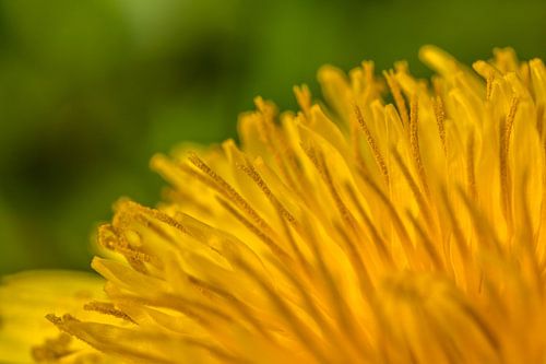 Dandelion in the garden