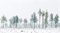 Bomen op de Strabrechtse Heide van Nando Harmsen thumbnail