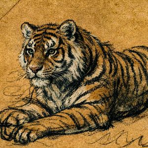 Tijger