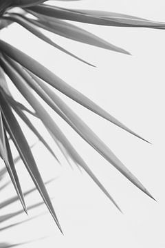 Zwart Wit Palmblad