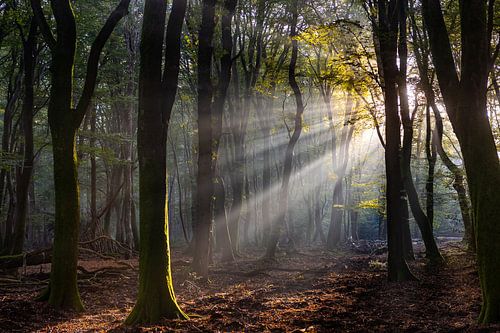 Der Wald der tanzenden Bäume