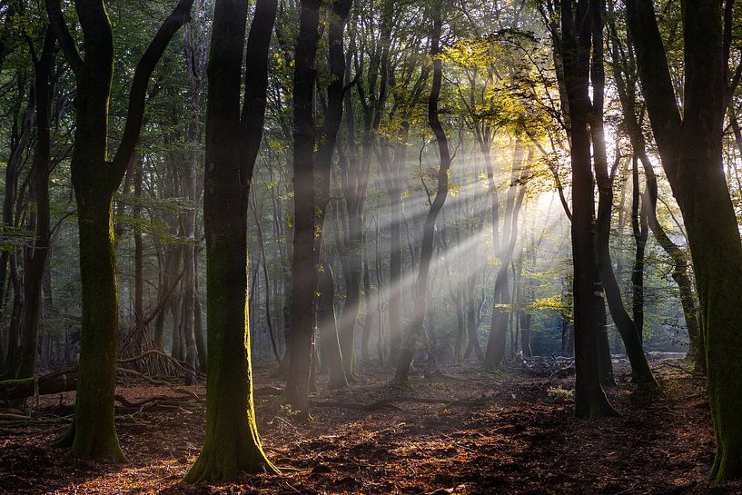 The forest of dancing trees by Evert Jan Kip