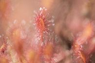 Zonnedauw | Roze en rood | Natuurfotografie van Nanda Bussers thumbnail