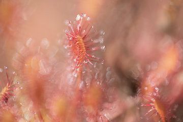 Sundew | Pink and red | Nature photography by Nanda Bussers