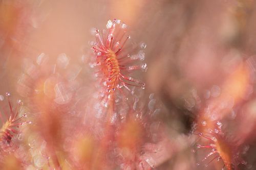 Zonnedauw | Roze en rood | Natuurfotografie