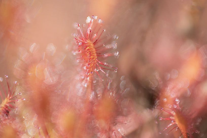 Zonnedauw | Roze en rood | Natuurfotografie van Nanda Bussers